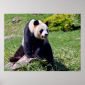 Poster Panda géant assis sur une pierre (Devant)