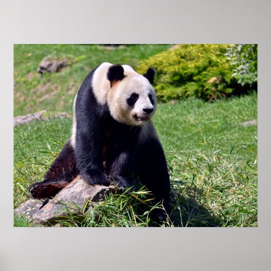 Poster Panda géant assis sur une pierre (Devant)