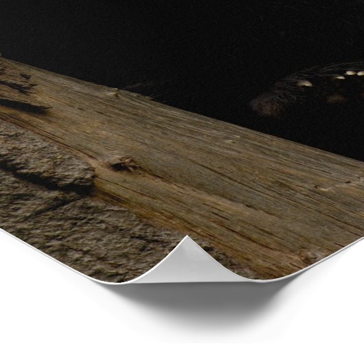 Poster Panda géant bébé Ailuropoda melanoleuca) (Coin)