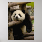 Poster Panda géant bébé Ailuropoda melanoleuca) (Devant)