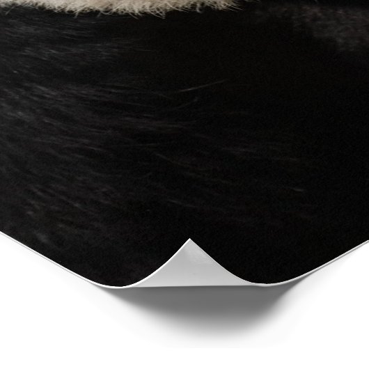 Poster Panda Géant Cute (Coin)