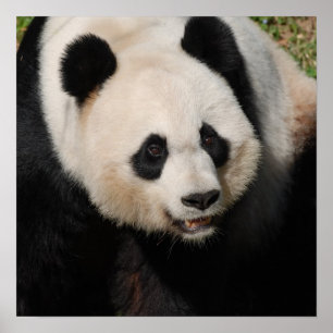 Poster Panda Géant Cute
