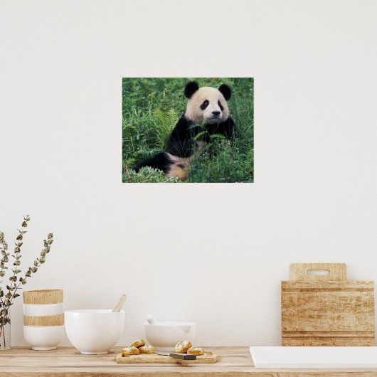 Poster Panda géant dans l'herbe, vallée de Wolong, Sichua (Cuisine)