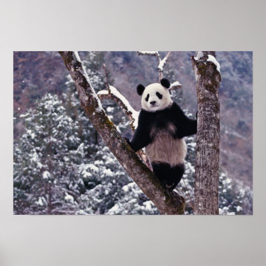 Poster Panda géant debout sur un arbre, Wolong, Sichuan, (Devant)