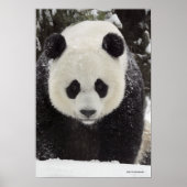 Poster Panda géant en neige (Devant)