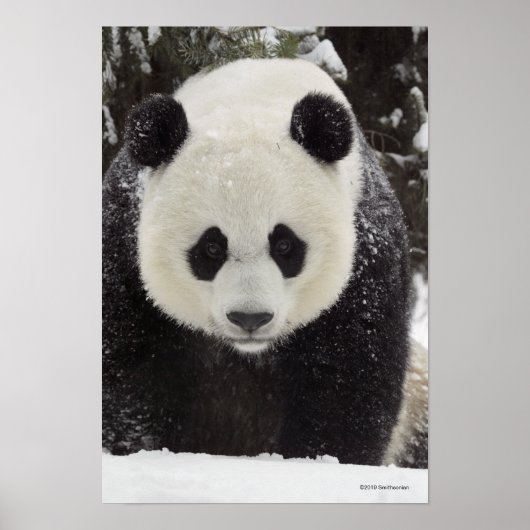 Poster Panda géant en neige (Devant)