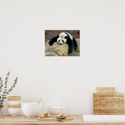 Poster Panda géant endormi claqué sur un rocher (Cuisine)