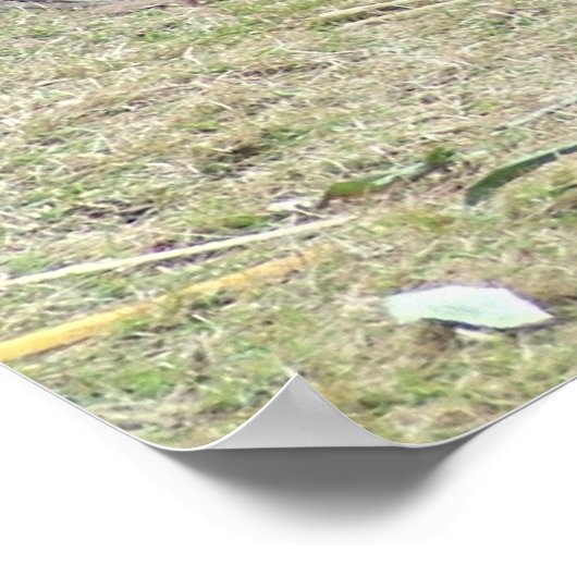 Poster Panda géant et Bambou (Coin)