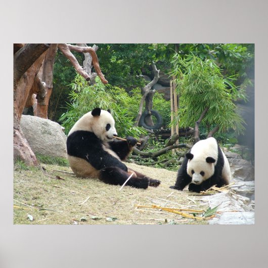 Poster Panda géant et Bambou (Devant)