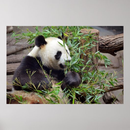 Poster Panda géant mangeant du bambou (Devant)
