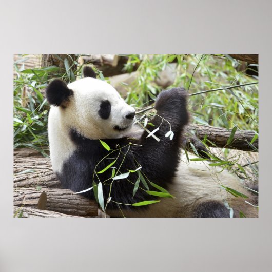 Poster Panda géant mangeant du bambou (Devant)