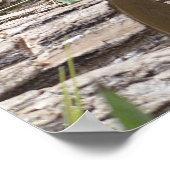 Poster Panda géant mangeant du bambou (Coin)