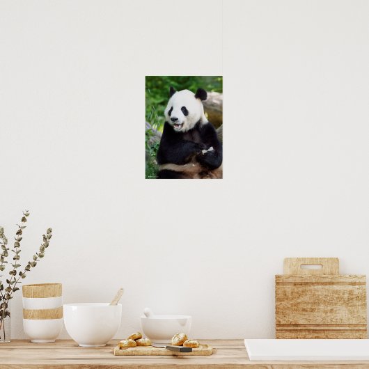 Poster Panda géant mangeant du bambou (Cuisine)