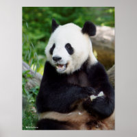 Panda géant mangeant du bambou