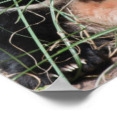 Poster Panda Géant Se Cache Dans L'Herbe (Coin)