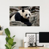 Poster Panda géant sur les rochers (Bureau à domicile)