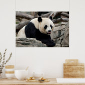 Poster Panda géant sur les rochers (Cuisine)