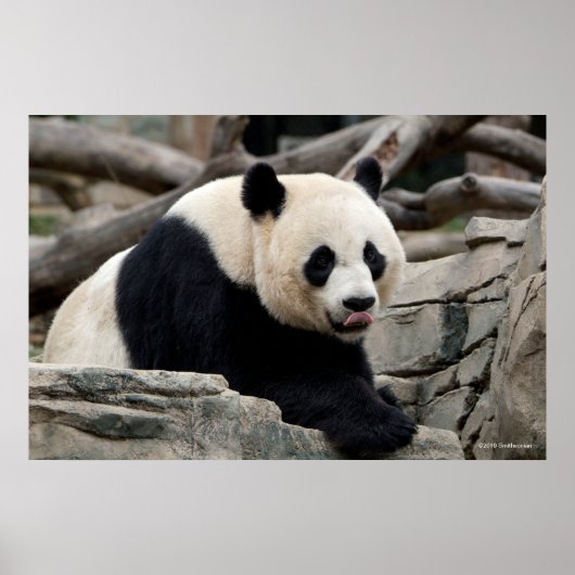 Poster Panda géant sur les rochers (Devant)