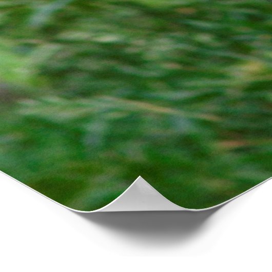 Poster Panda géant tenant du bambou (Coin)