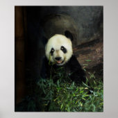Poster Panda / Imprimer (Devant)