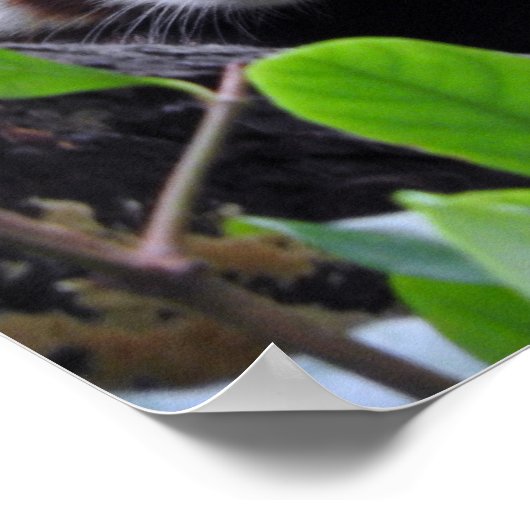 Poster Panda rouge (Coin)