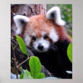 Poster Panda rouge (Devant)