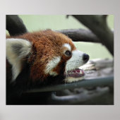 Poster Panda rouge (Devant)