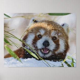Poster Panda rouge