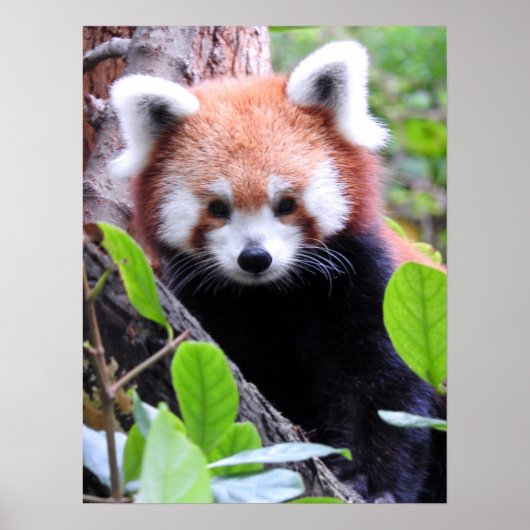 Poster Panda rouge (Devant)