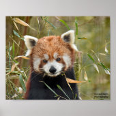 Poster Panda rouge (Devant)