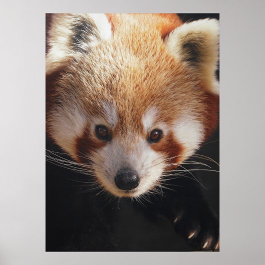 Poster panda rouge (Devant)
