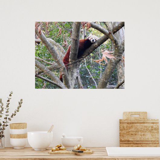 Poster Panda rouge (Cuisine)