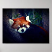 Poster Panda rouge (Devant)