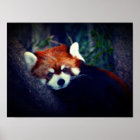 Panda rouge
