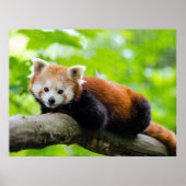 Poster Panda rouge (Devant)