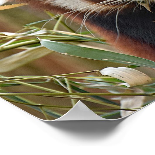 Poster Panda rouge (Coin)