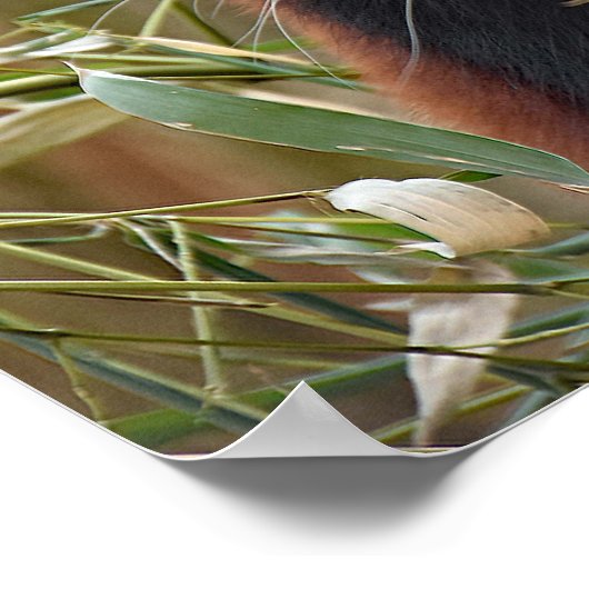 Poster Panda rouge (Coin)