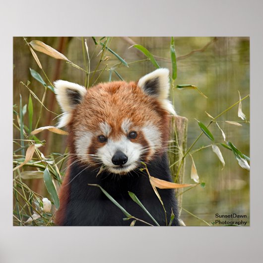 Poster Panda rouge (Devant)