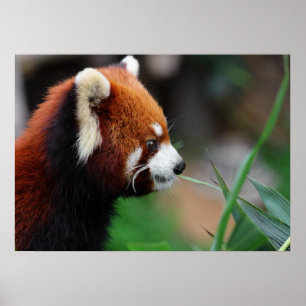 Poster Panda rouge