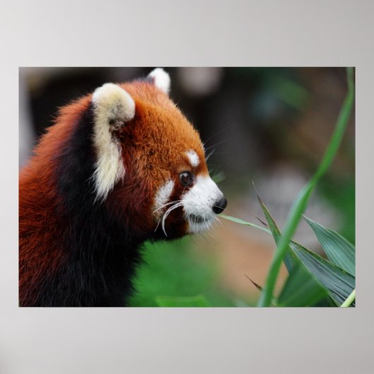 Poster Panda rouge (Devant)