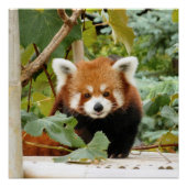 Poster Panda rouge (Devant)