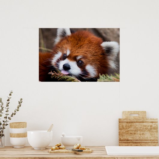 Poster Panda rouge (Cuisine)