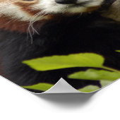 Poster panda-rouge-007 (Coin)