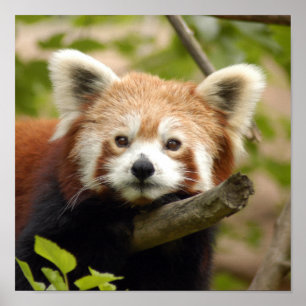 Poster panda-rouge-007