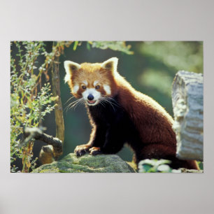 Poster Panda rouge Ailurus fulgens)