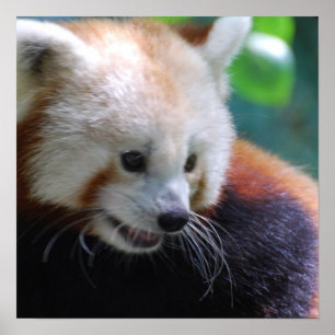 Poster Panda rouge doux