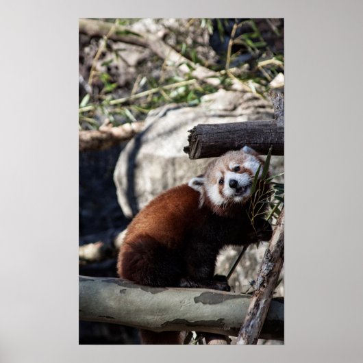 Poster Panda rouge et bambou (Devant)