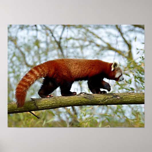 Poster Panda rouge marchant sur la branche (Devant)