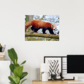 Poster Panda rouge marchant sur la branche (Bureau à domicile)