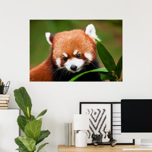 Poster Panda rouge mignonne (Bureau à domicile)